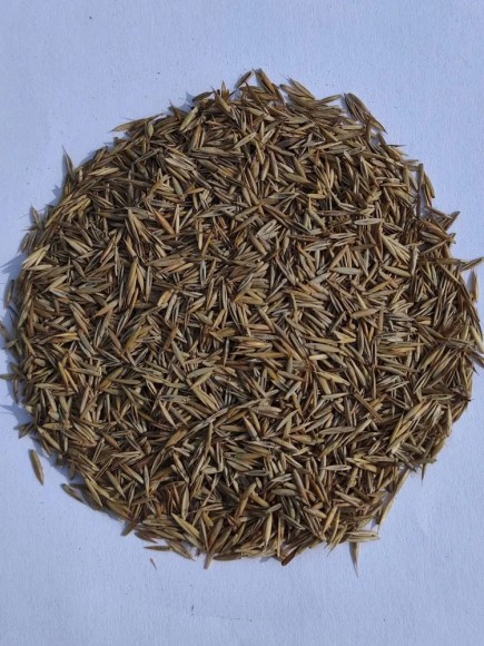 Овсяница красная красная Максима 1 (5 кг)  Овсяница красная красная Максима 1 (5 кг)