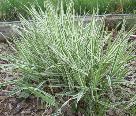 Канареечник (Двукисточник) тростниковый 5 кг Канареечник (Двукисточник) тростниковый 5 кг