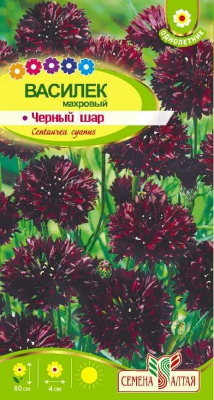 Василек Черный шар махровый