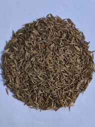 Овсяница красная красная Максима 1 (1 кг) Овсяница красная красная Максима 1 (1 кг)