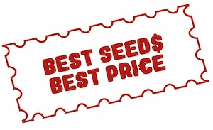 Best Seeds - Best Price
